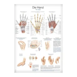 Lehrtafel Die Hand