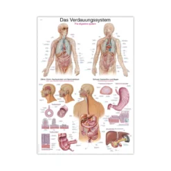 Lehrtafel Die Verdauung