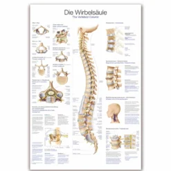 Lehrtafel Die Wirbelsäule
