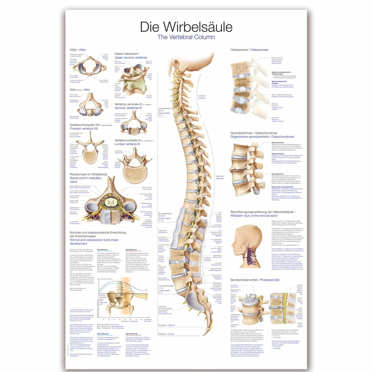 Lehrtafel Die Wirbelsäule