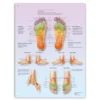 Lehrtafel Fußreflexzonen-Massage