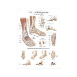 Lehrtafel Fuß und Fußgelenk