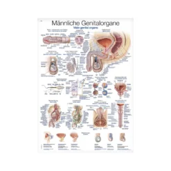 Lehrtafel Genitalorgane