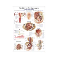 Lehrtafel Genitalorgane