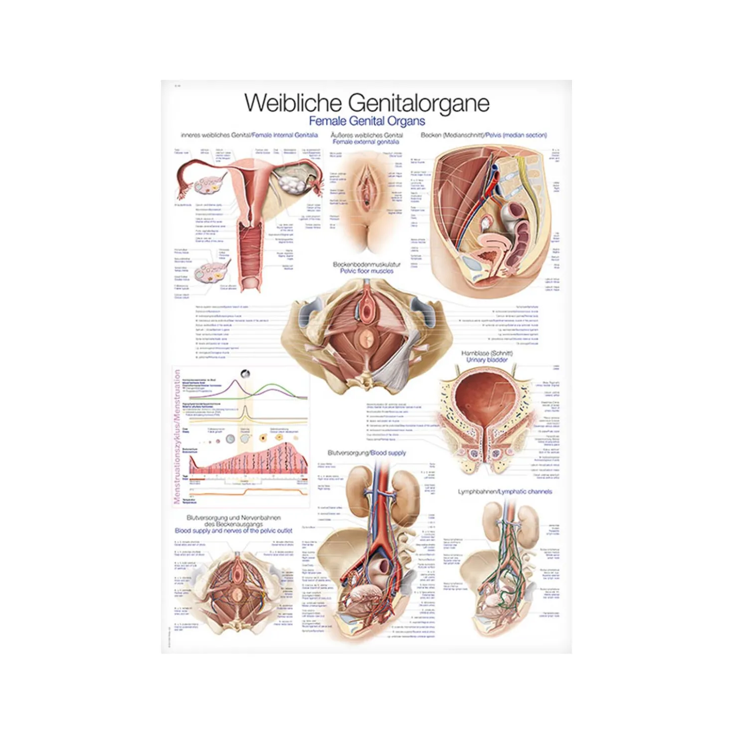 Lehrtafel Genitalorgane