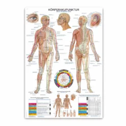 Lehrtafel Körperakupunktur
