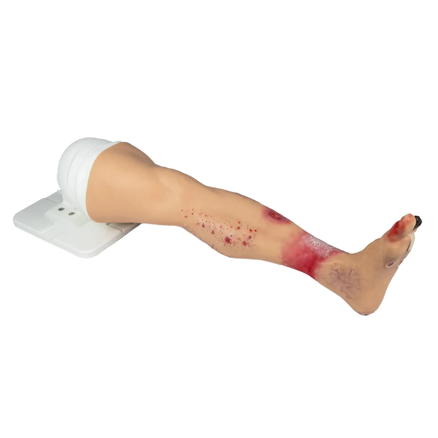 Lena Leg Anatomisches Beinmodell