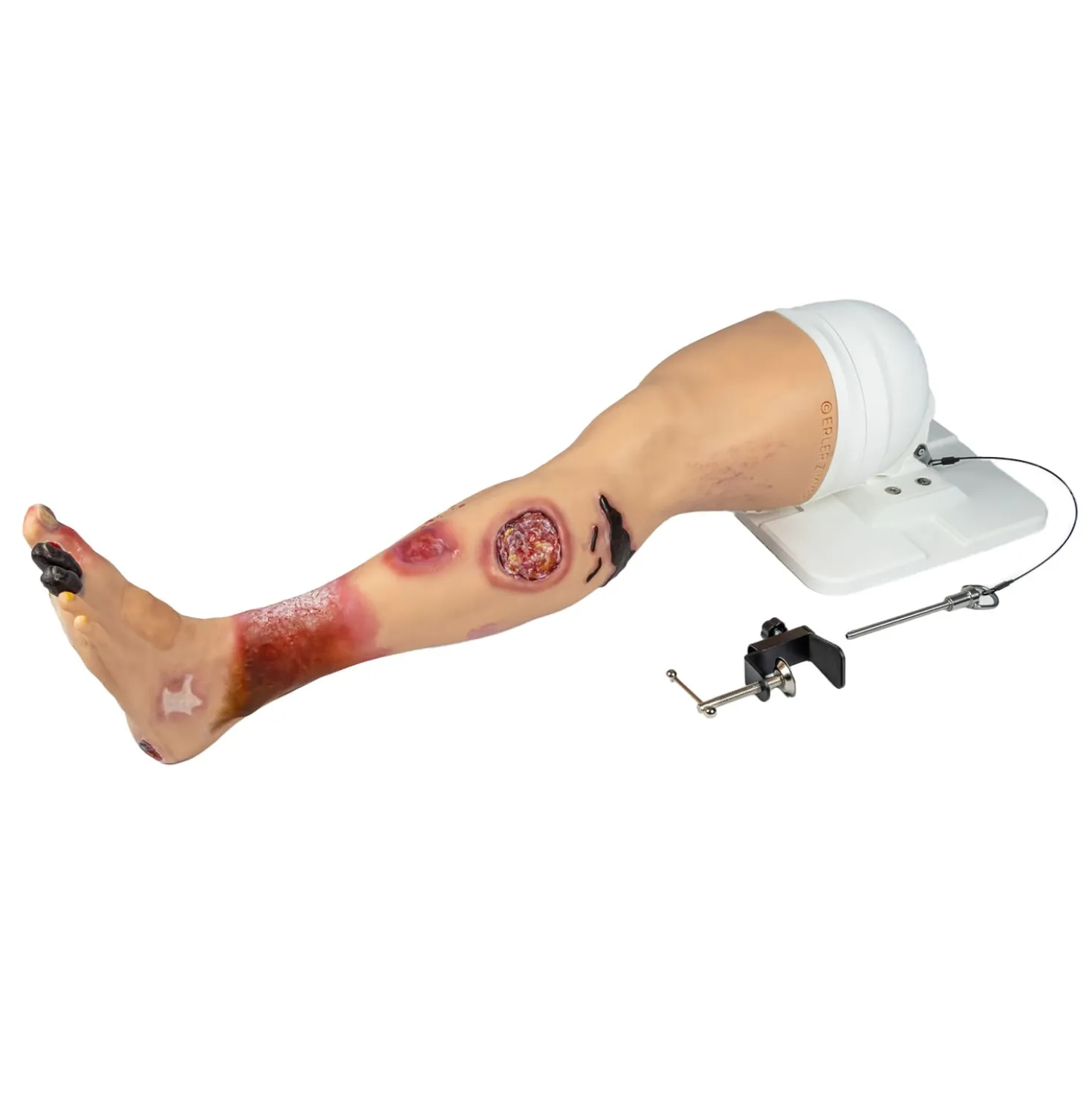 Lena Leg Anatomisches Beinmodell