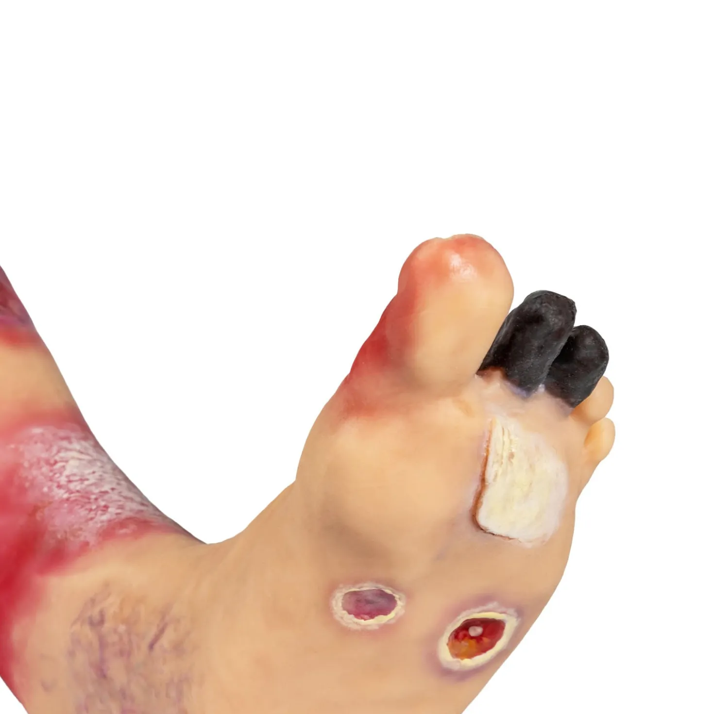 Lena Leg Anatomisches Beinmodell