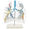 Lungenmodell, transparent