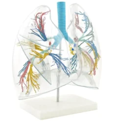 Lungenmodell, transparent