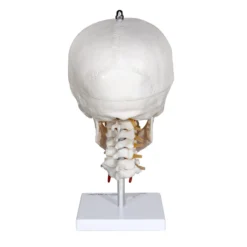 Menschlicher Schädel mit Halswirbelsäule