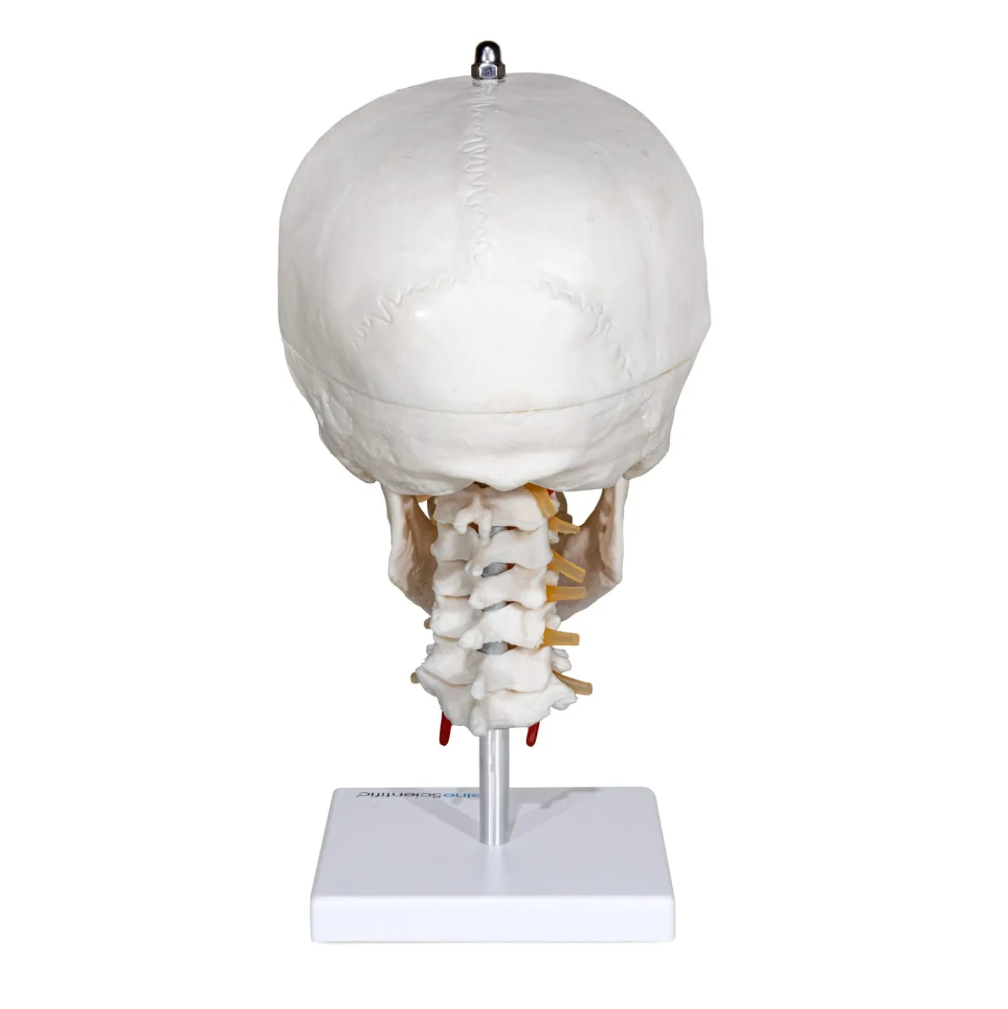 Menschlicher Schädel mit Halswirbelsäule