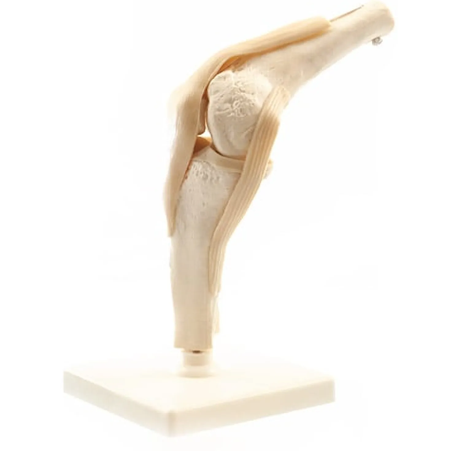 Menschliches Knie-Modell