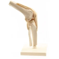 Menschliches Knie-Modell