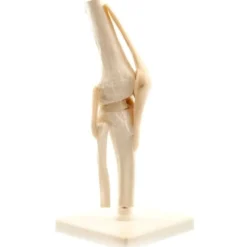 Menschliches Knie-Modell