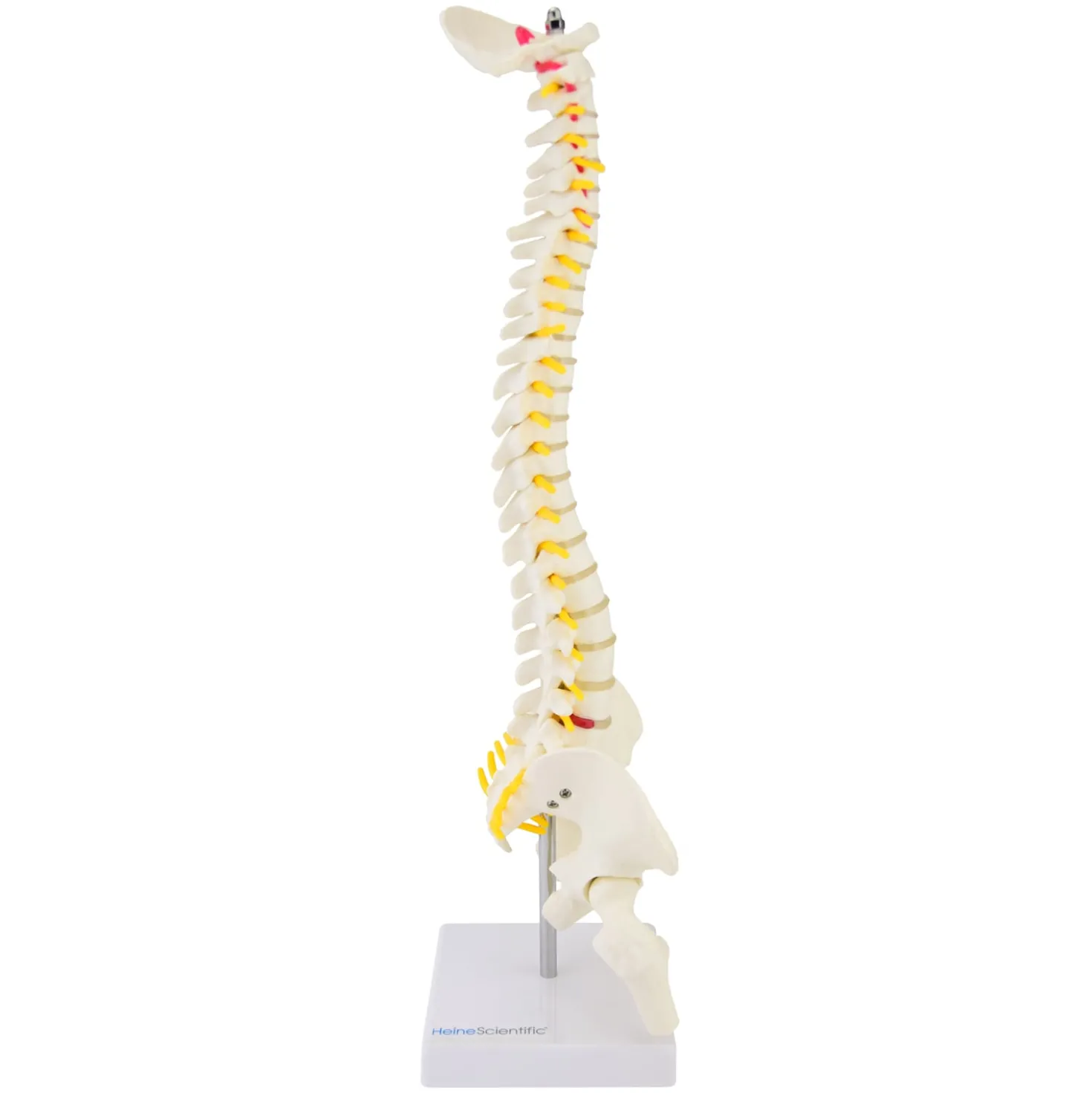 Miniatur-Wirbelsäule
