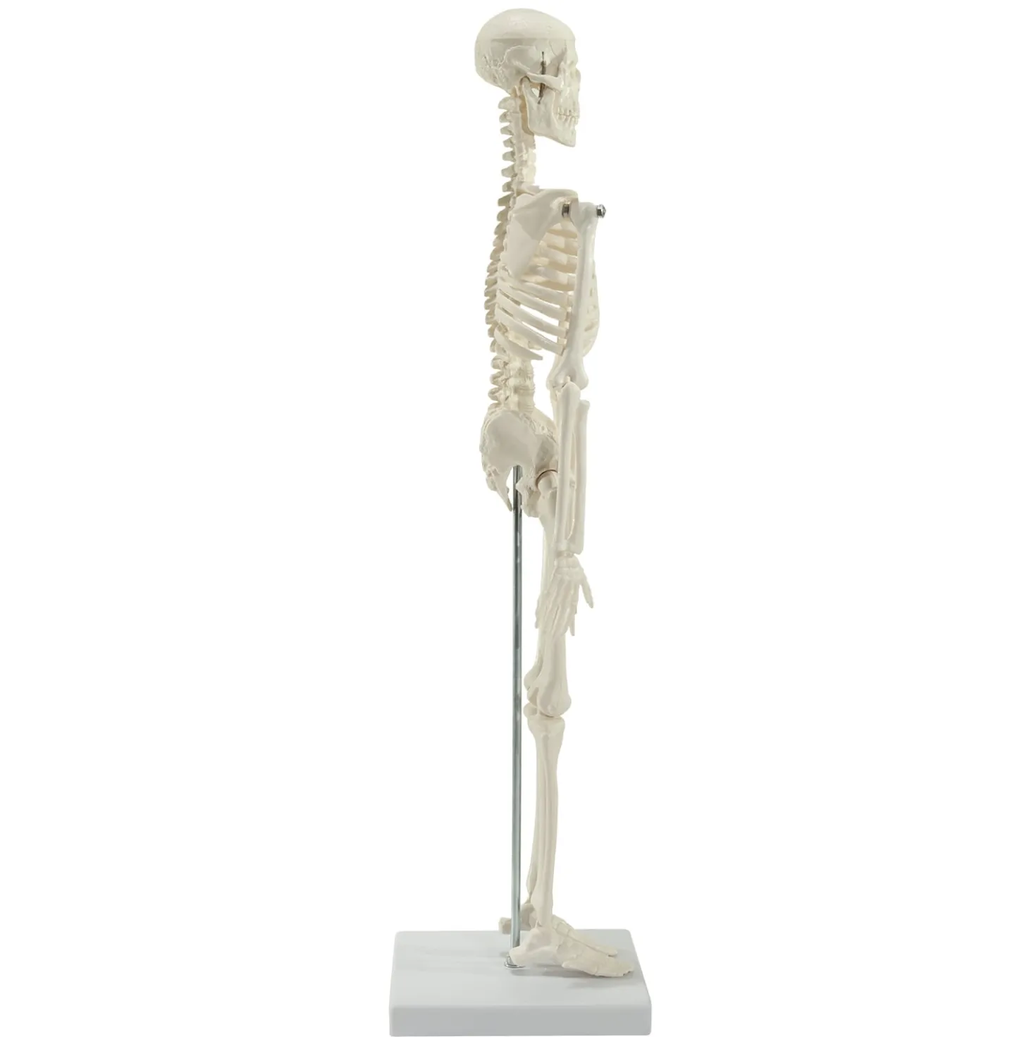 Mini-Skelett
