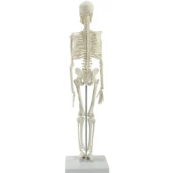 Mini-Skelett
