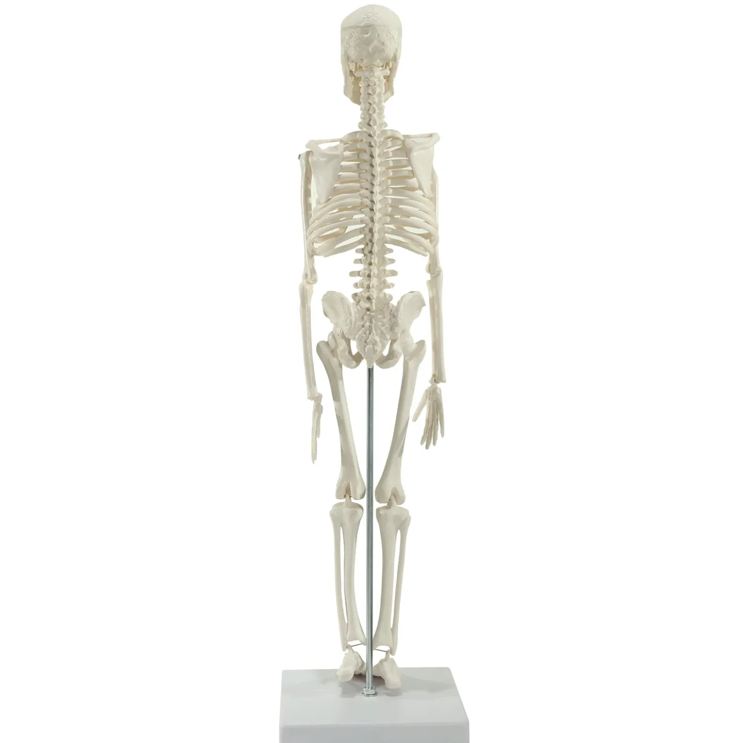 Mini-Skelett