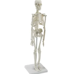Mini-Skelett