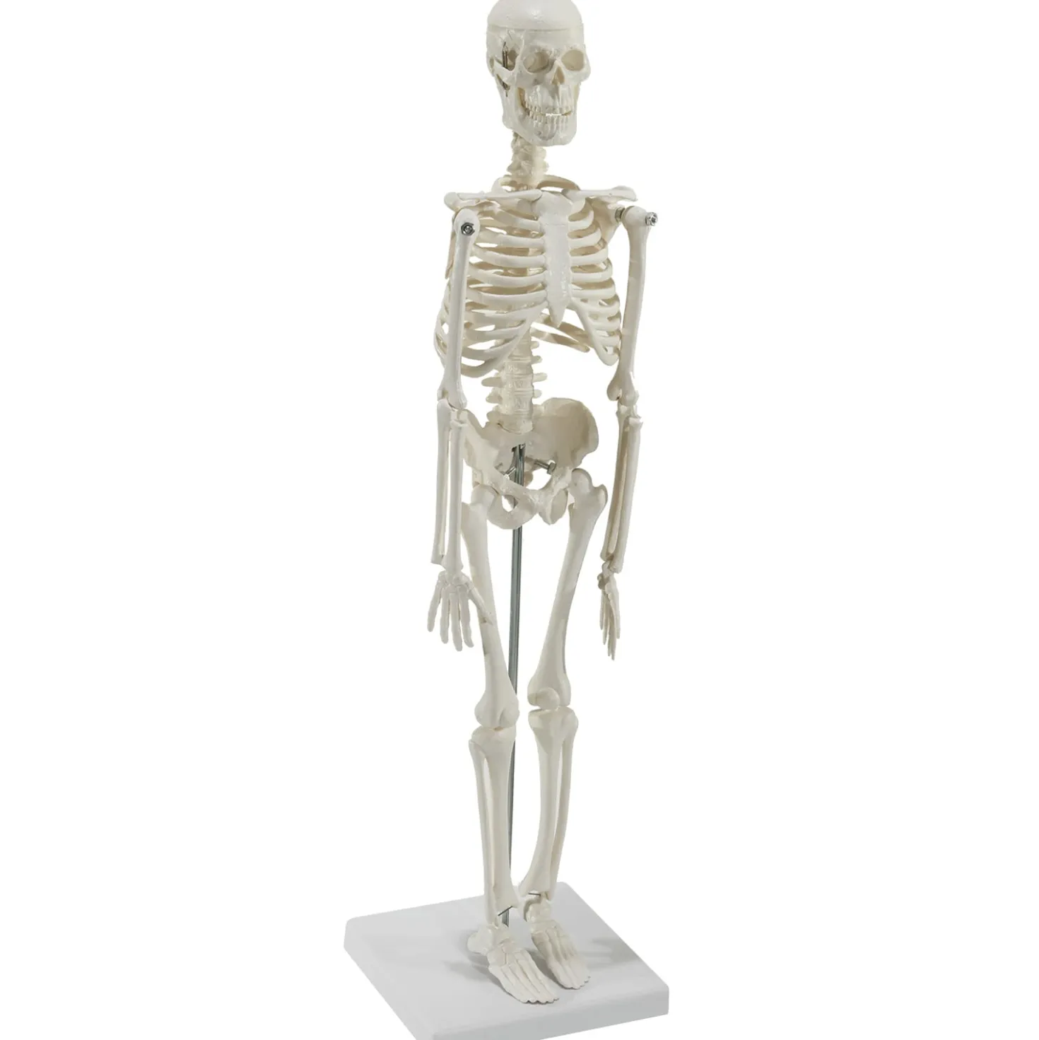 Mini-Skelett