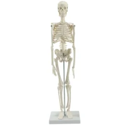 Mini-Skelett