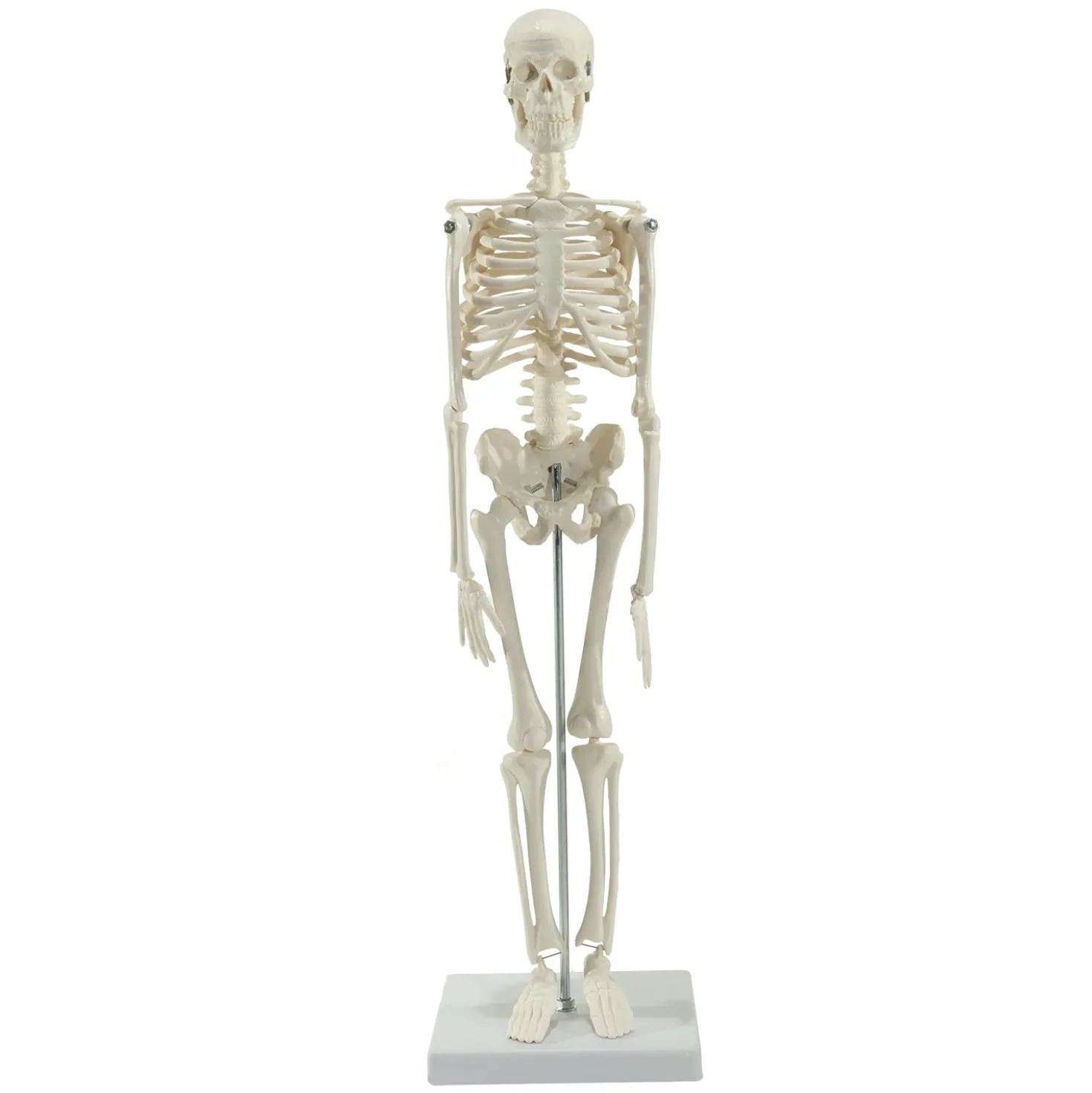 Mini-Skelett