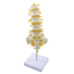 Modell der Lendenwirbelsäule
