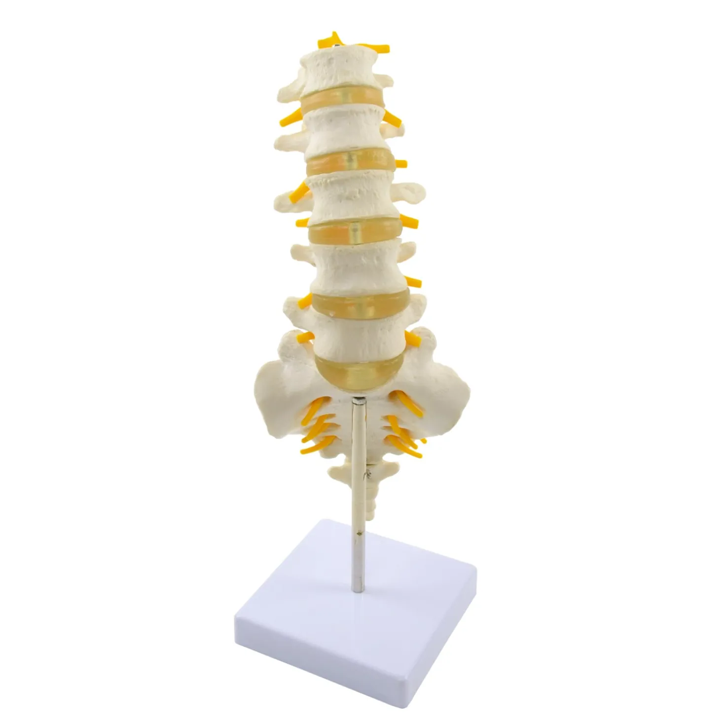 Modell der Lendenwirbelsäule