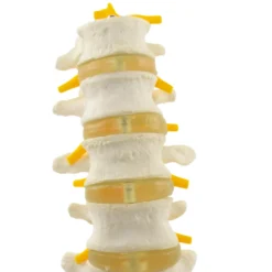Modell der Lendenwirbelsäule