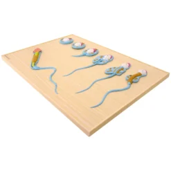 Modell der Spermiogenese