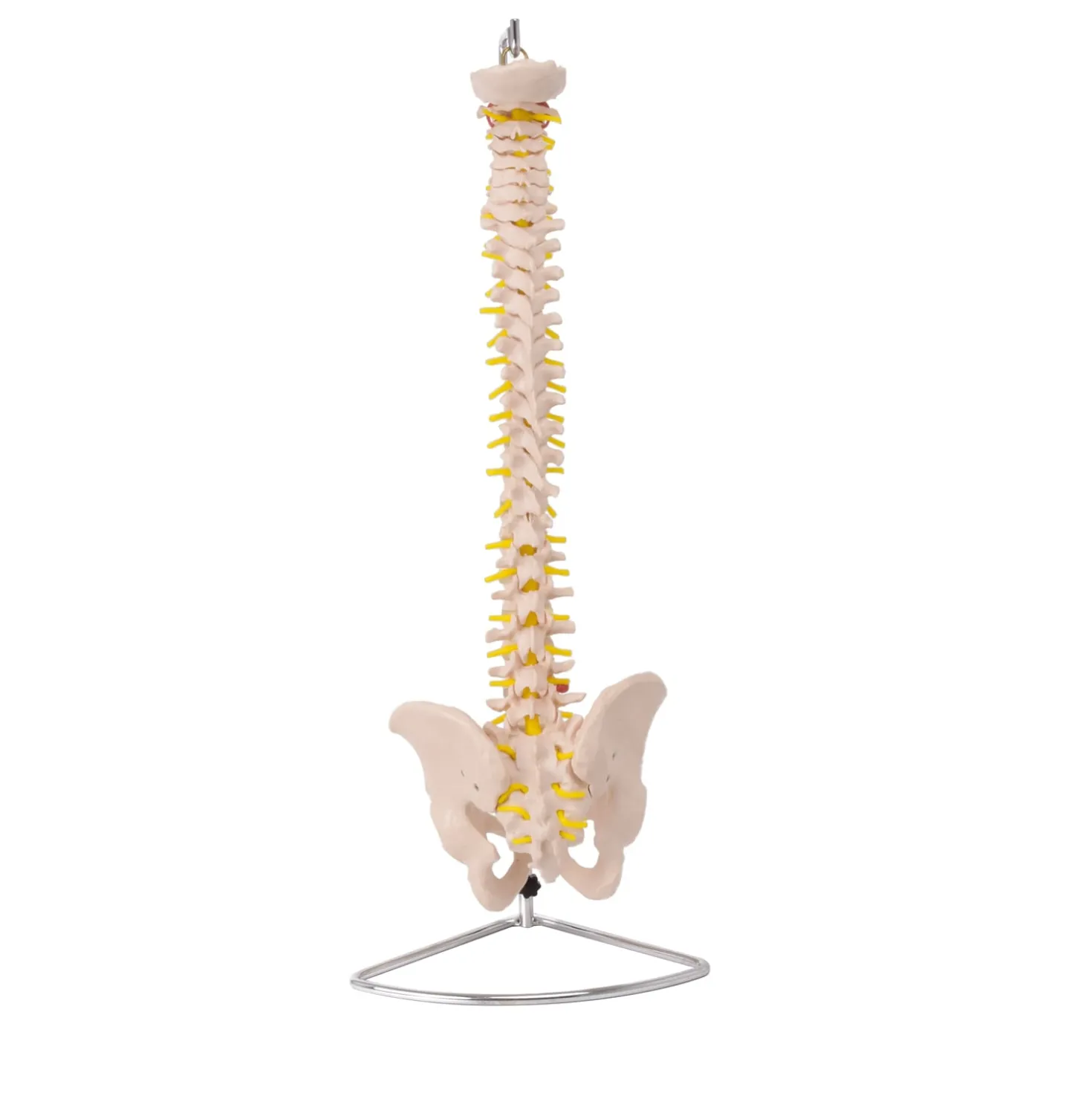 Modell einer Wirbelsäule mit Becken