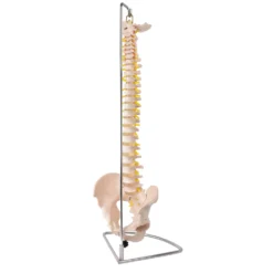 Modell einer Wirbelsäule mit Becken