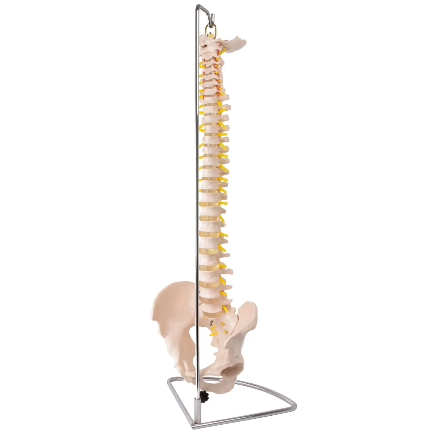 Modell einer Wirbelsäule mit Becken