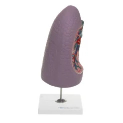 Modell eines Lungenflügels