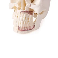 Schädelmodell für die Zahnmedizin