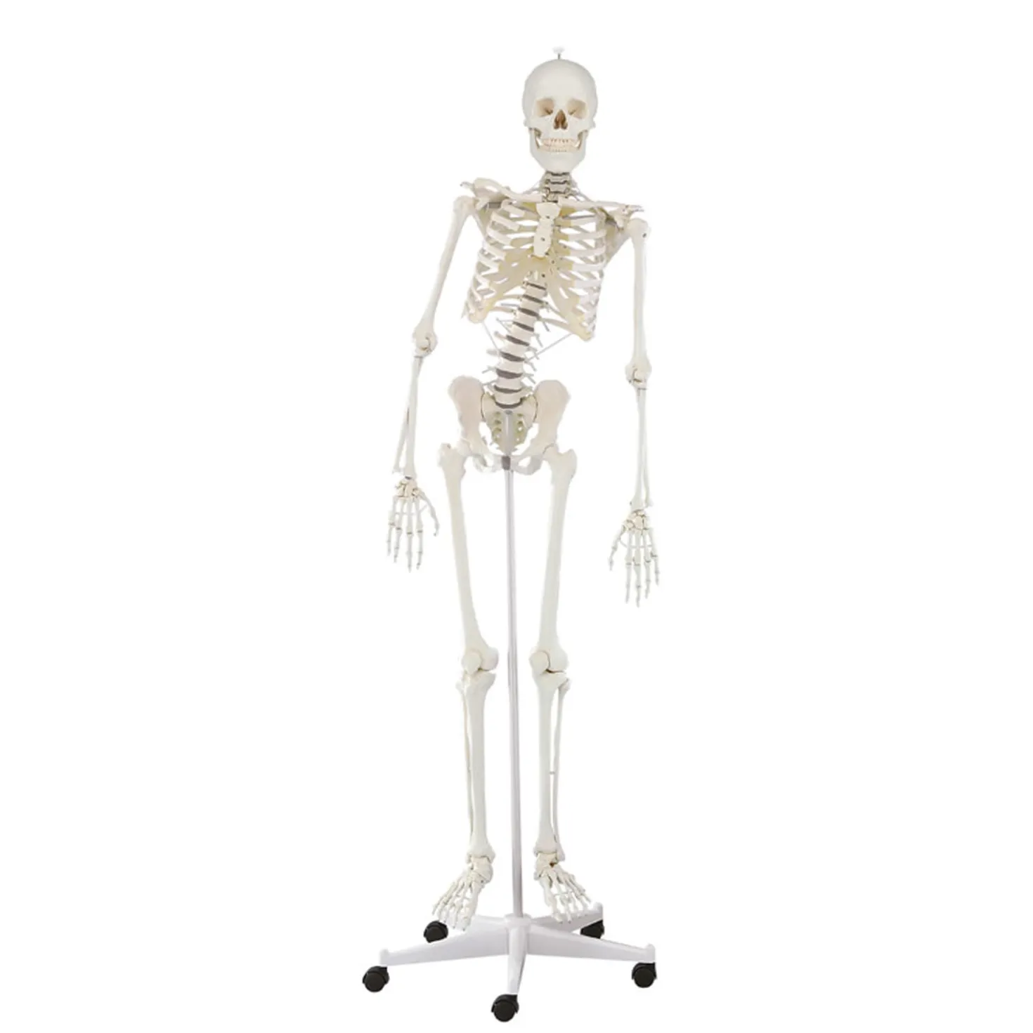 Skelett Hugo mit beweglicher Wirbelsäule