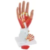 4-teiliges Handmodell