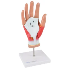 4-teiliges Handmodell