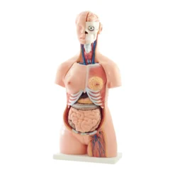 Torso-Modell, 40-teilig