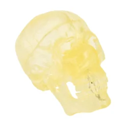 Transparentes Schädelmodell
