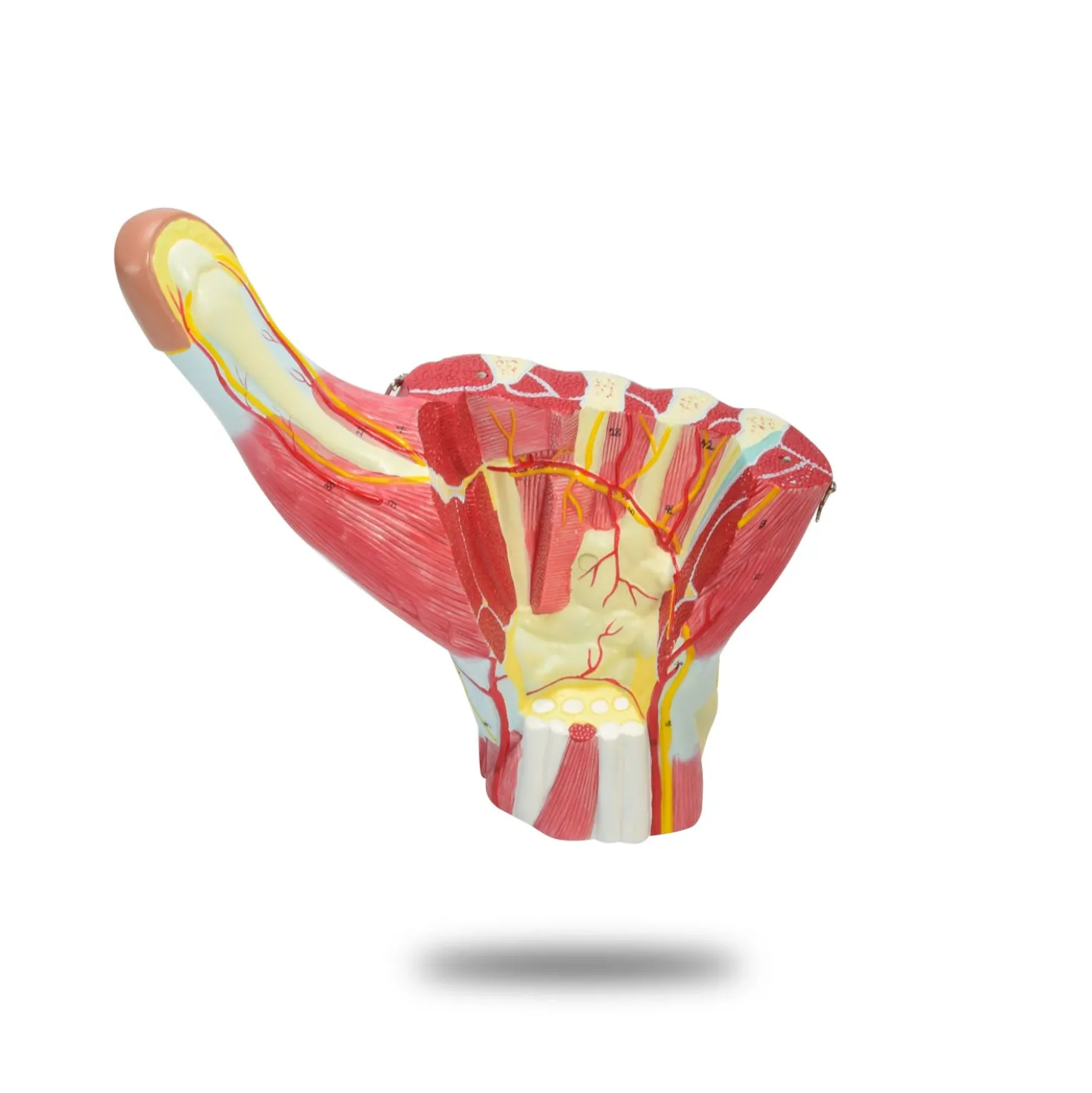 Vergrößertes Handmodell, 3-teilig