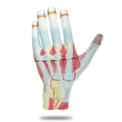 Vergrößertes Handmodell, 3-teilig