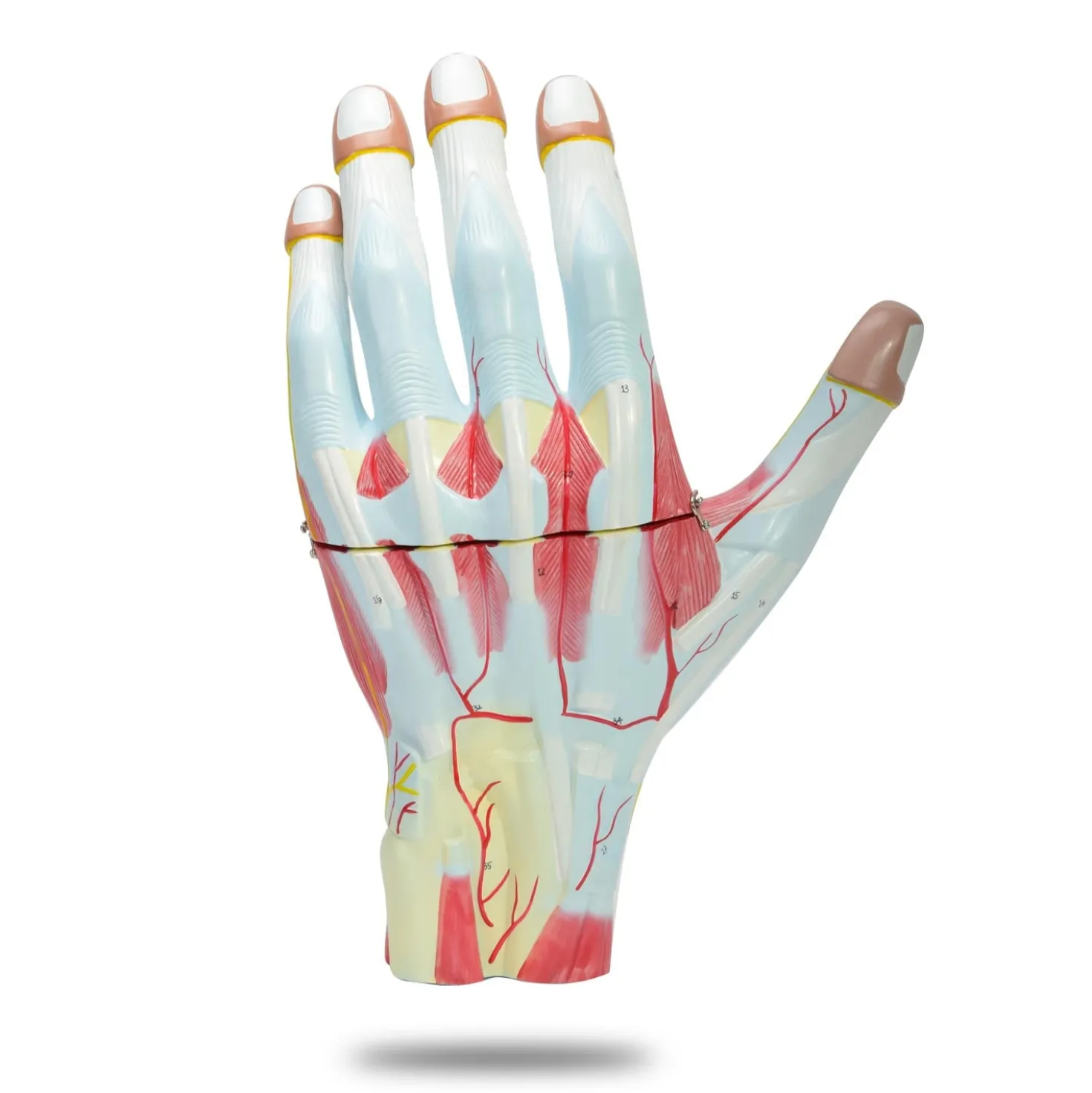 Vergrößertes Handmodell, 3-teilig