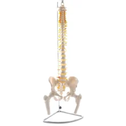 Wirbelsäule-Modell mit Becken und Femurköpfen