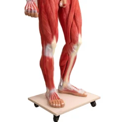 Zerlegbares Human-Modell