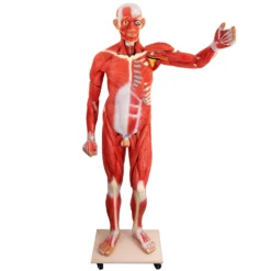 Zerlegbares Human-Modell