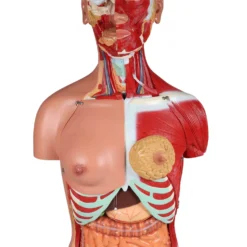 Zweigeschlechtlicher Torso mit offenem Rücken, 28-teilig